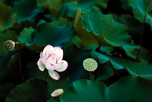 Oriental Beauty: Stunning Feng Shui Landscape Wall Art Prints for Home Decor in 3 Sizes (Serenity of a Lotus Blossom, 12" x 18")