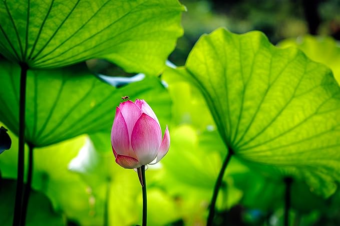 Oriental Beauty: Stunning Feng Shui Landscape Wall Art Prints for Home Decor in 3 Sizes (Graceful Emergence: Lotus Blossom and Its Visitor) (12" x 18)