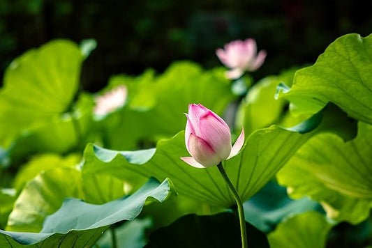 Oriental Beauty: Stunning Feng Shui Landscape Wall Art Prints for Home Decor in 3 Sizes (Serenity in Bloom: Pink Lotus Bud Amidst Green, 24" x 36")