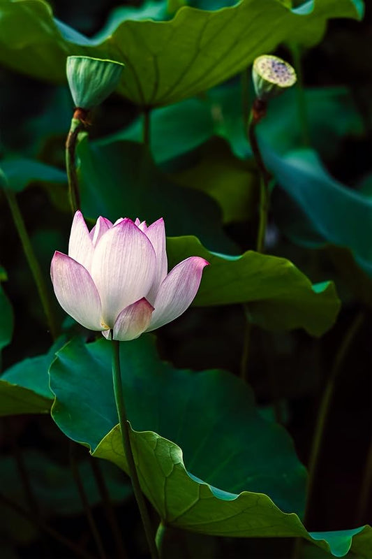 Oriental Beauty: Stunning Feng Shui Landscape Wall Art Vertical Prints for Home Decor in 3 Sizes (Serenity of a Pink Lotus, 24" x 36", Oriental Beauty)