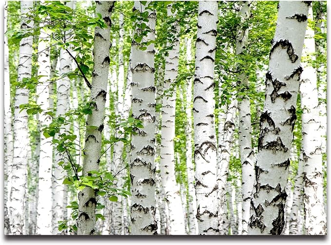 Cliouar-Photo Wallpaper Birch Forest Landscape Trees Poster Nature Lovers Green Forest Bedroom Decoration Mural 158"x110"(Not Self-Adhesive)