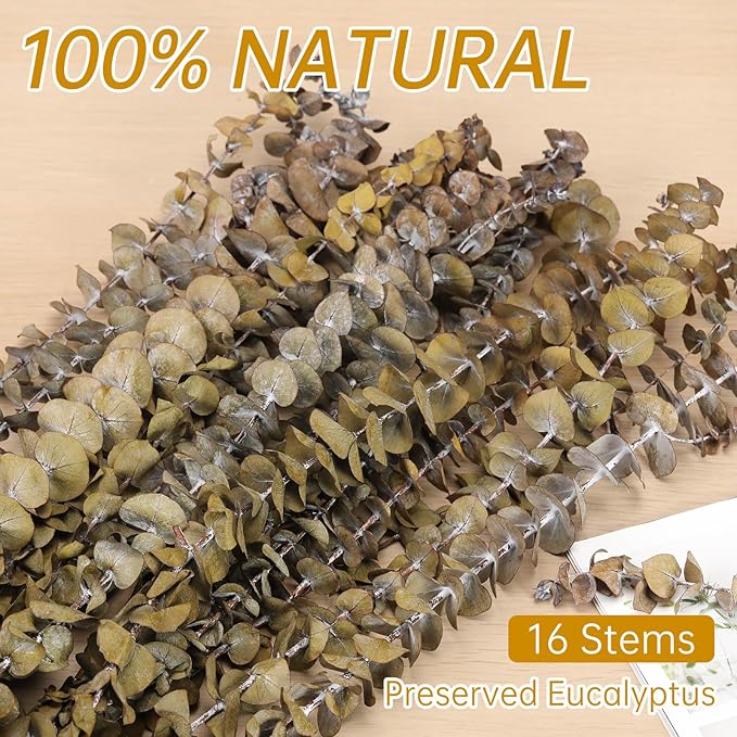 16 Pcs Dried Eucalyptus Stems, 17'' Natural Fresh Eucalyptus Leaves Branches Hanging for Shower, Preserved Real Yellow Plant Live for Home SPA Wall Bathroom Wedding Party Vase Decor